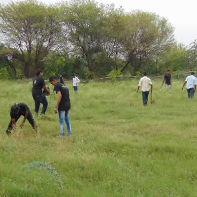 Tree Plantation