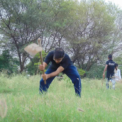 Tree Plantation